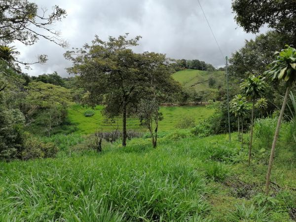 Cota Rica Real Estate - San Vito - Farm